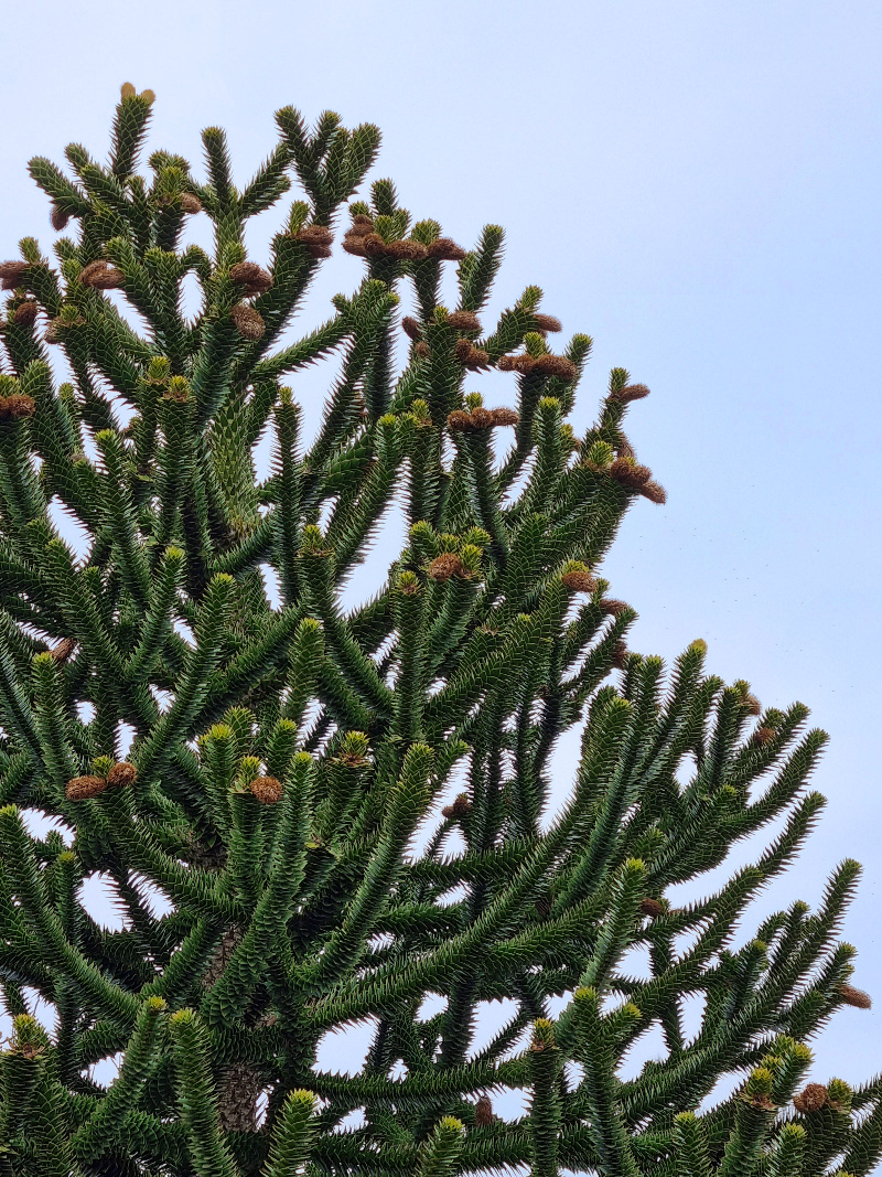 Kleingartenverein Bornholm II e.V. Die Chilenische Araukarie