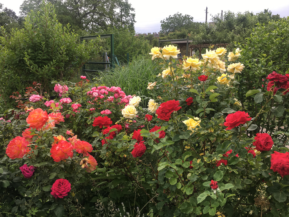 Kleingartenverein Bornholm II e.V.